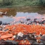 Agra News Today: Tomato