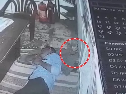 आगरा: पेट्रोल पंप पर सो रहे कर्मचारी को सांप ने डसा, CCTV में कैद हुई घटना